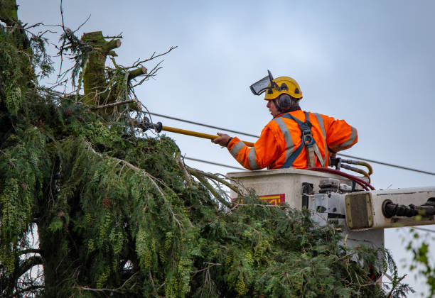Best Emergency Tree Removal  in Fairchance, PA
