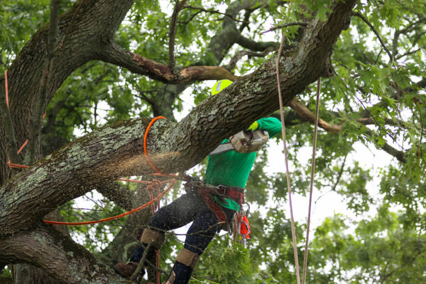 Best Tree Removal  in Fairchance, PA