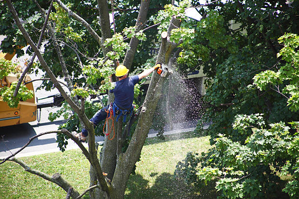 Best Grass Overseeding  in Fairchance, PA